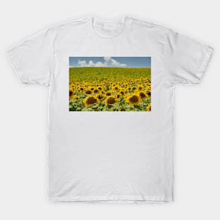 Sunflower field in the summer T-Shirt